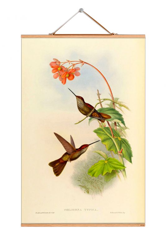 Birds South America Poster No 98 eicie SINGLE PIECES